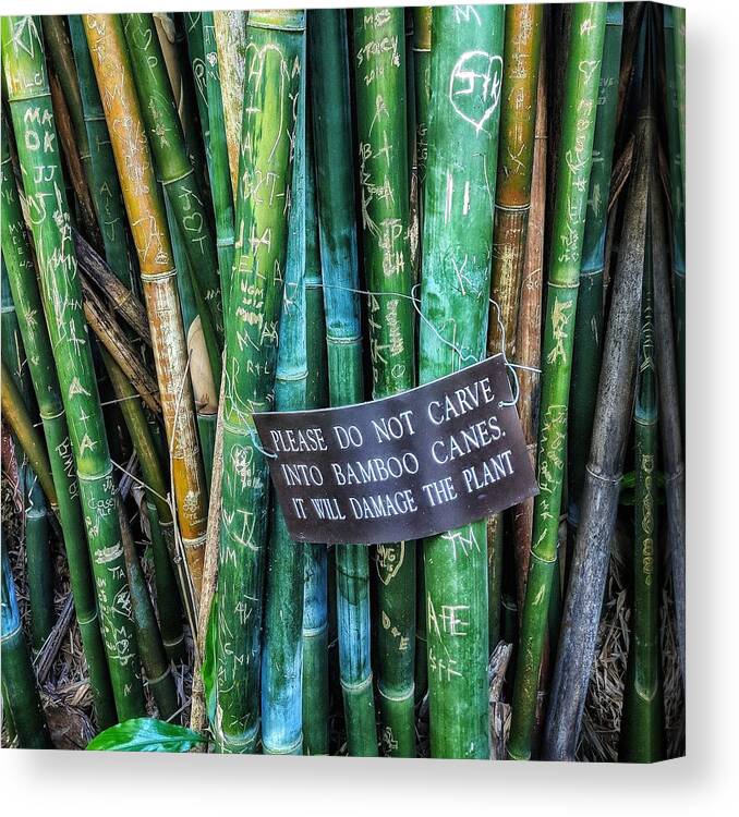 Bamboo Canvas Print featuring the photograph Do Not Carve by Portia Olaughlin