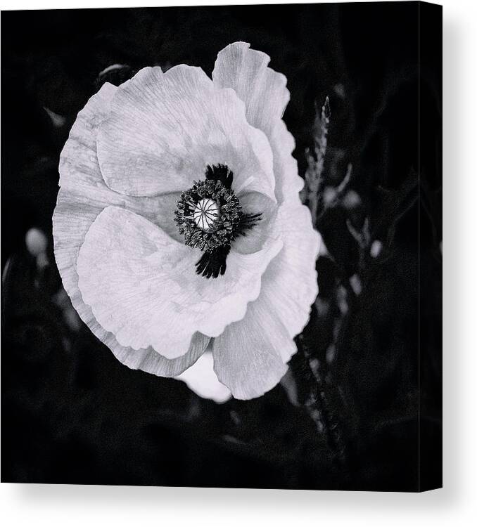 Poppy Canvas Print featuring the photograph Dream of Peace by Marianne Campolongo