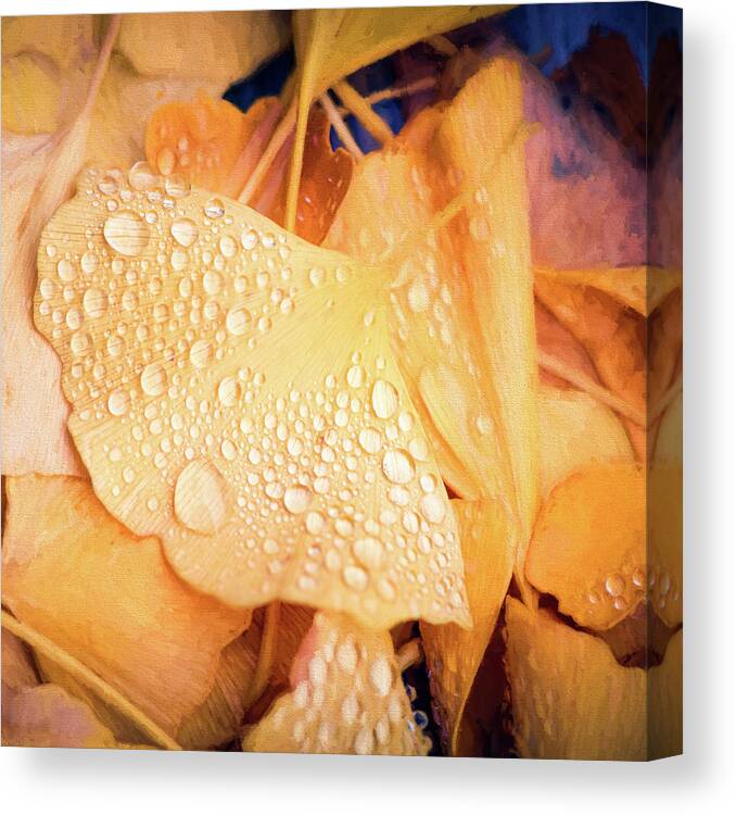 Ginkgo Canvas Print featuring the photograph Drops of Life by Philippe Sainte-Laudy