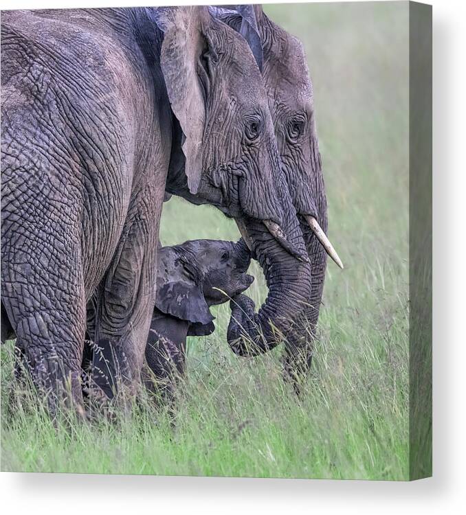 Elephant Canvas Print featuring the photograph Elephant Family by Jun Zuo