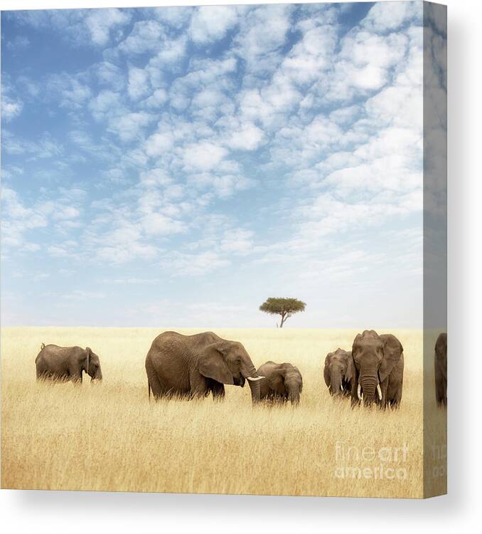 Elephant Canvas Print featuring the photograph Elephant group in the grassland of the Masai Mara by Jane Rix