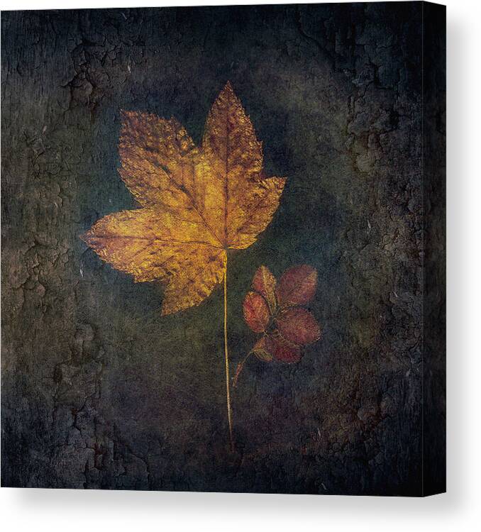 Leaves Canvas Print featuring the photograph Embedded by çiçek K?ral