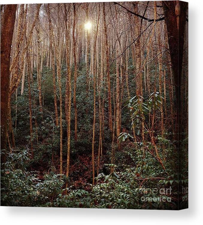 Forest Canvas Print featuring the photograph Enchanted Forest by Anita Adams