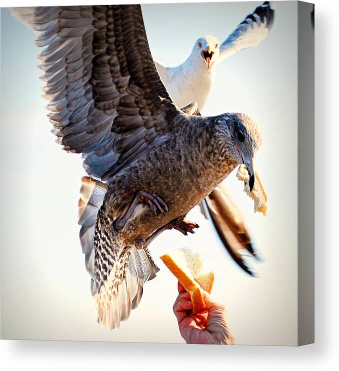 People Canvas Print featuring the photograph Feeding Seagulls by Photo By Kristin Zecchinelli