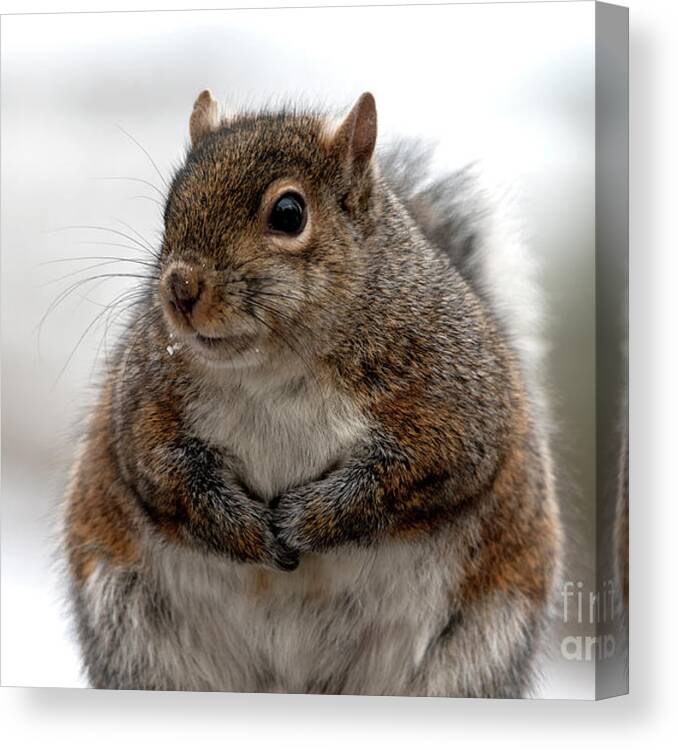 Squirrel Canvas Print featuring the photograph Feeling Fluffy, Squirrel Photo by Sandra J's