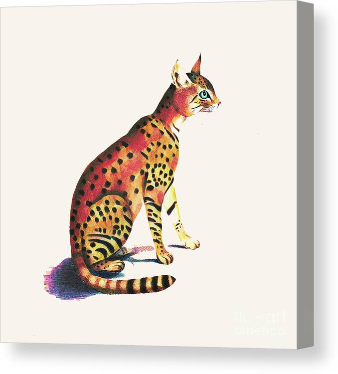 Cat Canvas Print featuring the photograph Felis Ornata by Jack Torcello
