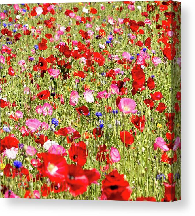 Red Canvas Print featuring the photograph Field of Red Poppies by E Faithe Lester