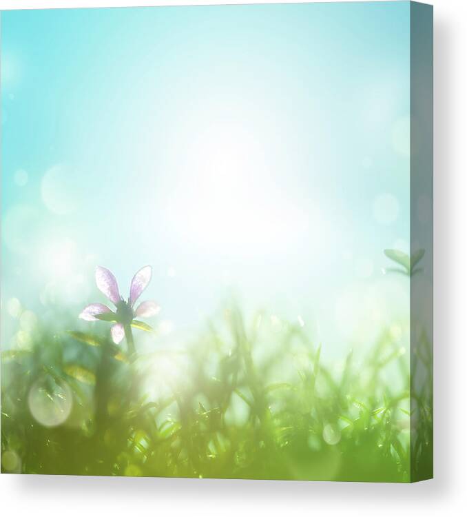 Grass Canvas Print featuring the photograph Field With Daisies In The Early Morning by Jeja