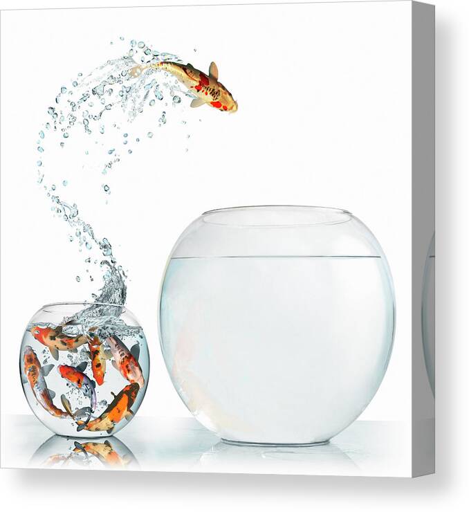 White Background Canvas Print featuring the photograph Fish Leaping Into Larger Empty Bowl by Gandee Vasan