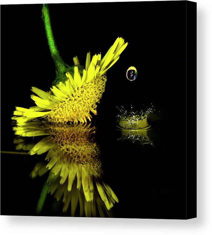 Black Background Canvas Print featuring the photograph Flower Petal With Drop by Moonlight