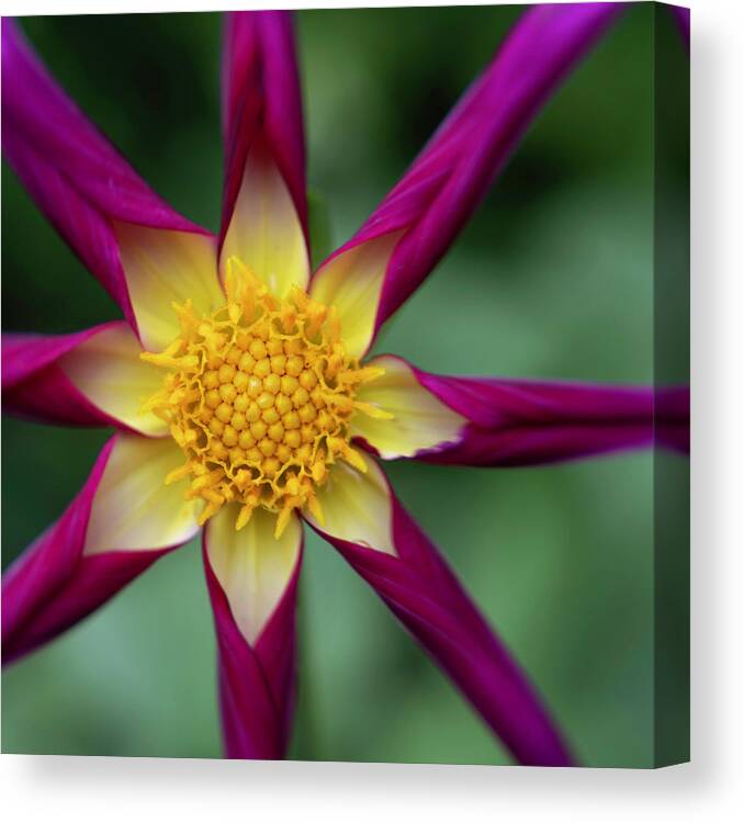 Dahlia Canvas Print featuring the photograph Flower Within by Forest Floor Photography