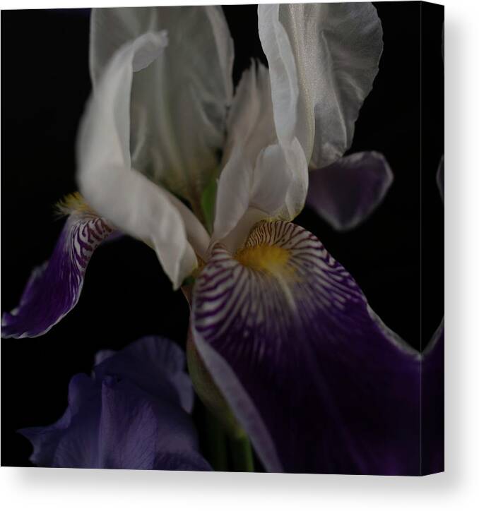 Iris Canvas Print featuring the photograph Flowing Iris by Vicky Edgerly
