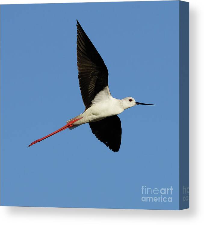 Black Canvas Print featuring the photograph Flying Black-Winged Stilt with Blue Sky by Pablo Avanzini