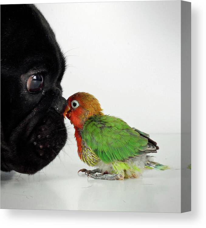 Pets Canvas Print featuring the photograph French Bulldog And Lovebird by Mascotas Y Varios
