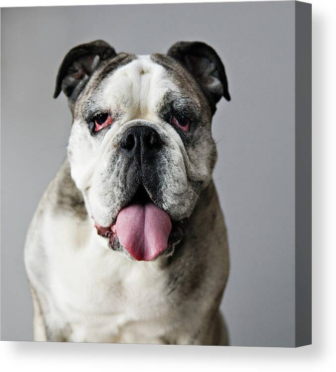 Pets Canvas Print featuring the photograph Frida by Laura Layera
