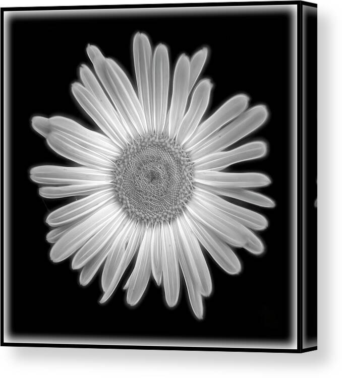 Black Canvas Print featuring the photograph Glowing Daisy by Cathy Kovarik