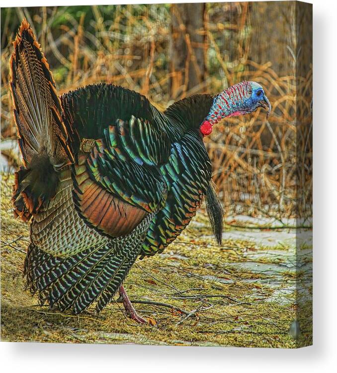 Wild Turkey Canvas Print featuring the photograph Gobbling In The Sunshine by Dale Kauzlaric