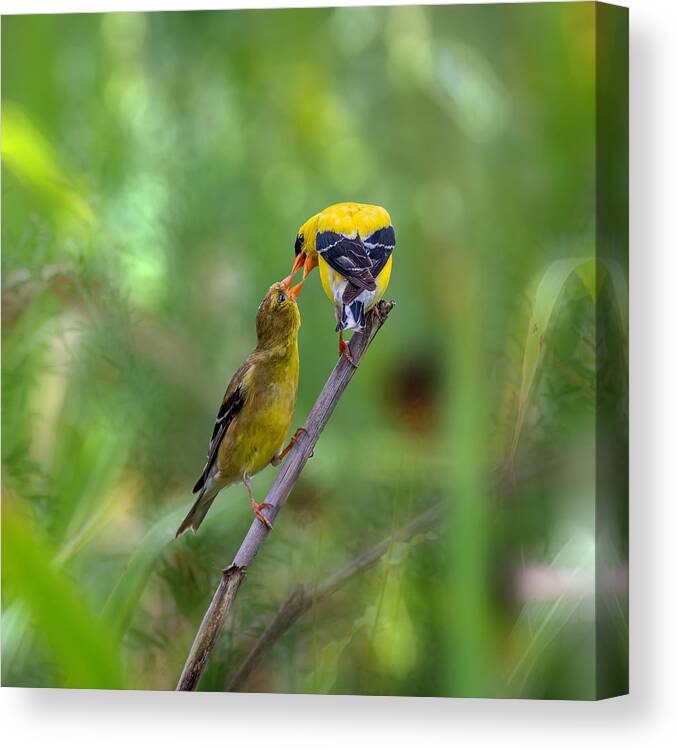 Golden Finch Canvas Print featuring the photograph Golden Finch by Jian Xu
