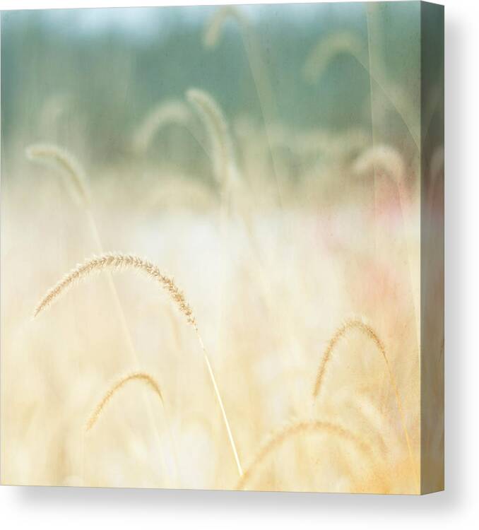 Grass Canvas Print featuring the photograph Golden Grasses by Trina Dopp Photography