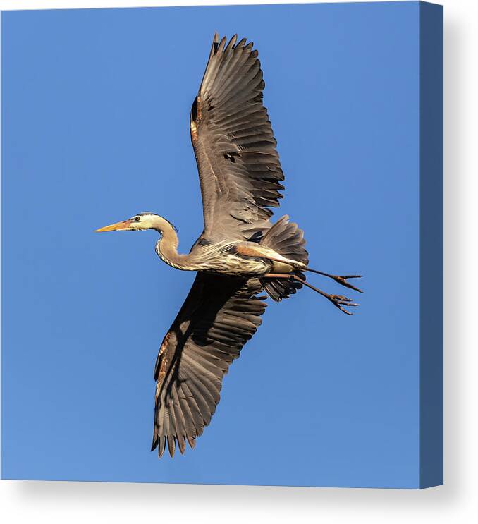 Great Blue Heron Canvas Print featuring the photograph Great Blue Heron 2019-6 by Thomas Young