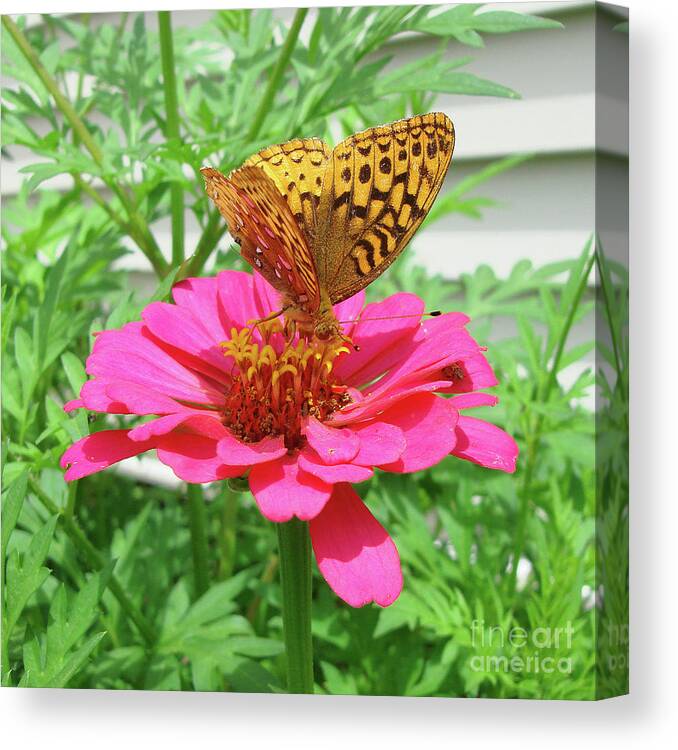 Great Spangled Fritillary Canvas Print featuring the photograph Great Spangled Fritillary and Zinnia 1 by Amy E Fraser