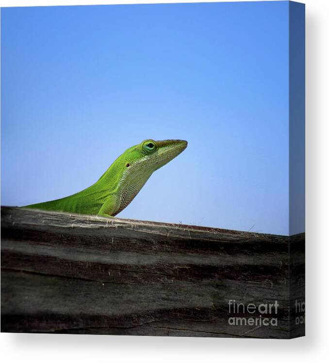 Green Anole Lizard Canvas Print featuring the photograph Green Anole Lizard Square by Karen Adams