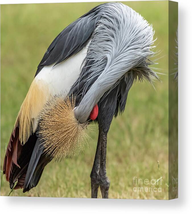 Balearica Regulorum Canvas Print featuring the photograph Grey Crowned Crane by Richard Smith