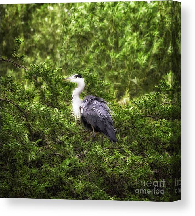 Bird Canvas Print featuring the photograph Grey Heron by Jack Torcello
