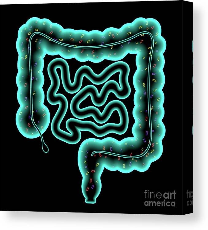 Intestine Canvas Print featuring the photograph Gut Microbiota by Pikovit / Science Photo Library