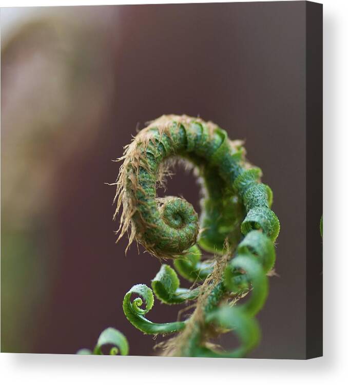 Hairy Canvas Print featuring the photograph Hairy Fern by Pamela Long