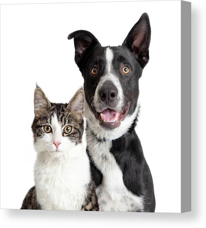 Canine Canvas Print featuring the photograph Happy Border Collie Dog and Tabby Cat Together Closeup by Good Focused