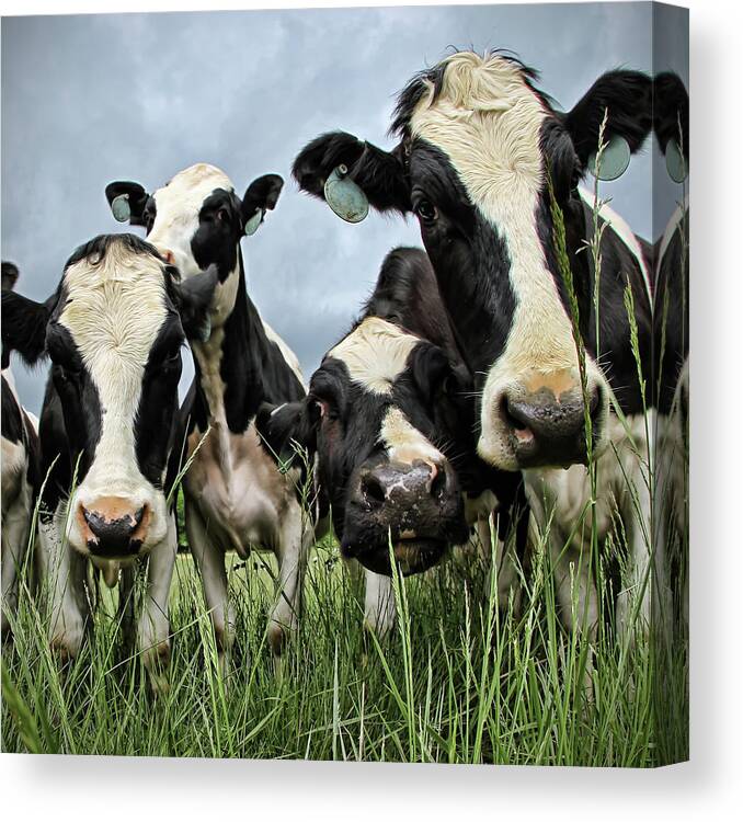 Grass Canvas Print featuring the photograph Holstein Cows by C. M. Yost