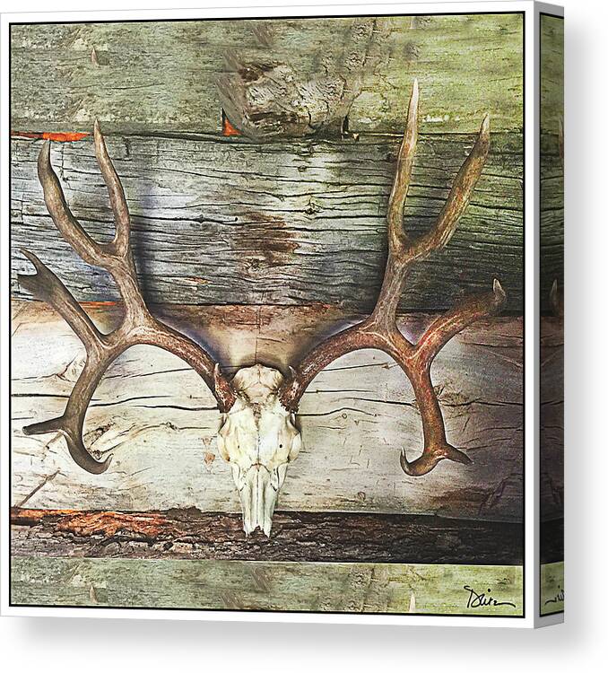 Skull Canvas Print featuring the photograph Horns by Peggy Dietz