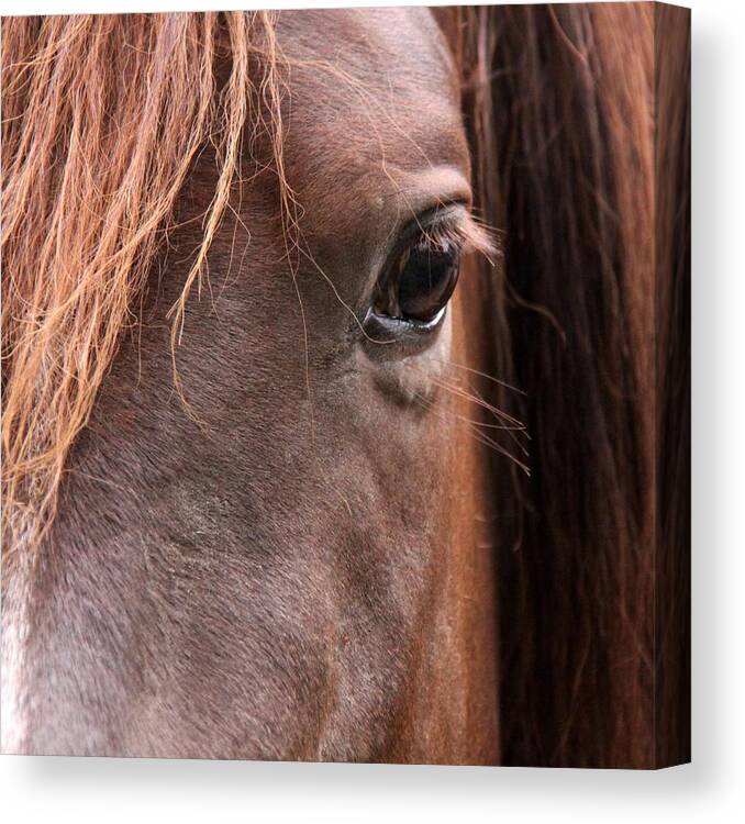 Horse Canvas Print featuring the photograph Horse Eye by Aires Photography