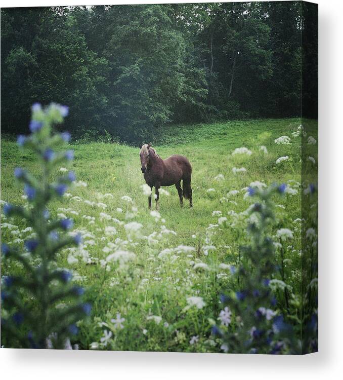 Horse Canvas Print featuring the photograph Horse In The Meadow by Pijus Vycas Www.fotoinjekcija.lt