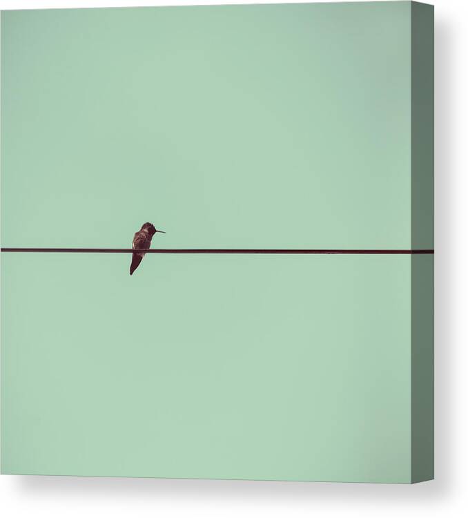Animal Themes Canvas Print featuring the photograph Hummingbird On A Wire by (c) Maite Pons