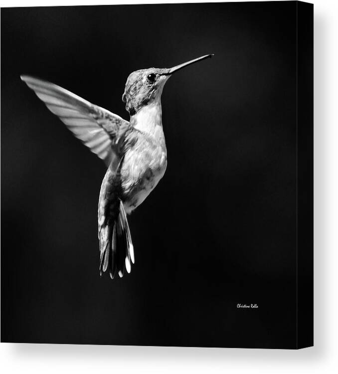 Hummingbird Canvas Print featuring the photograph Hummingbird Wings Up Square Bw by Christina Rollo