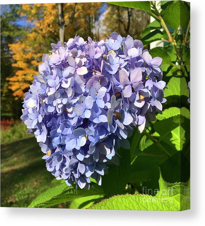 Hydrangea Canvas Print featuring the photograph Hydrangea 7 by Amy E Fraser