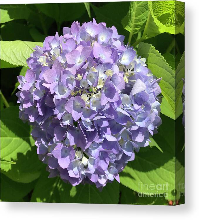 Hydrangea Canvas Print featuring the photograph Hydrangea 8 by Amy E Fraser