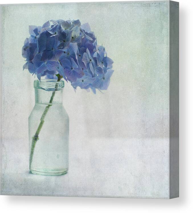 Tranquility Canvas Print featuring the photograph Hydrangea by Jill Ferry