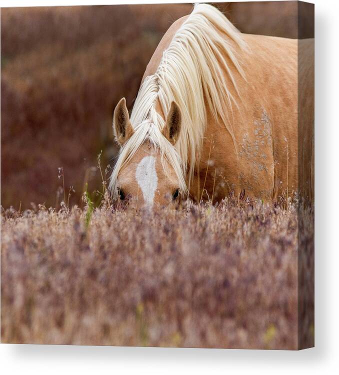 Wild Horses Canvas Print featuring the photograph I see you by Mary Hone