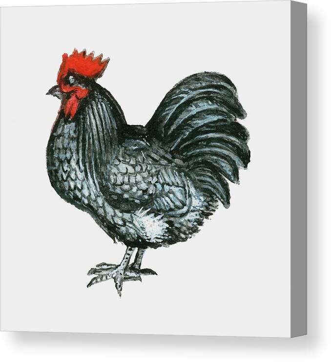 Ink And Brush Canvas Print featuring the digital art Illustration Of Blue Orpington Bantam by George Thomson