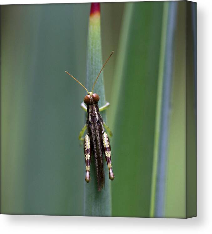 Insect Canvas Print featuring the photograph India. Grasshopper On Cactus by Lal