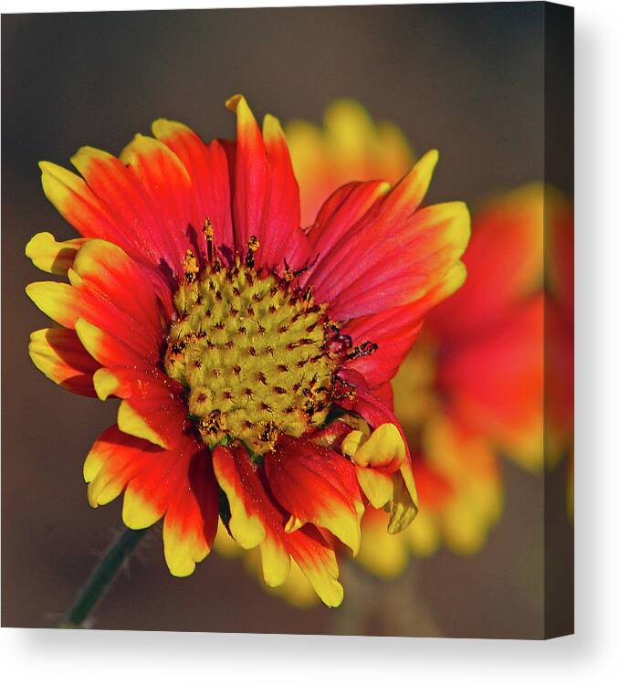 Flower Canvas Print featuring the photograph Indian Blanket by Michael Allard