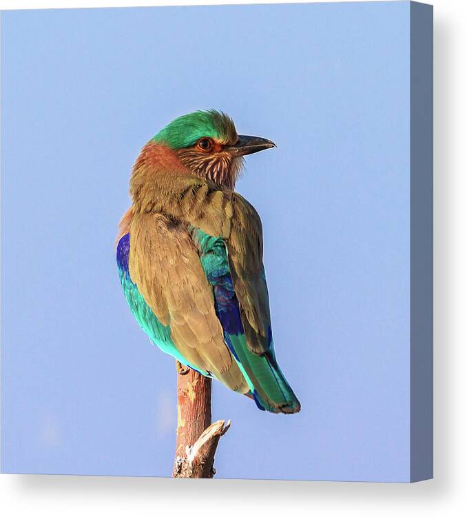 Blue Jay Canvas Print featuring the photograph Indian Roller by Copyright Malay Nandy; Noida, Uttar Pradesh.