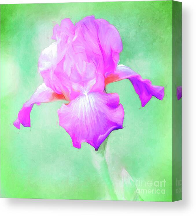 Iris Canvas Print featuring the photograph Iris Ready to Fly by Anita Pollak