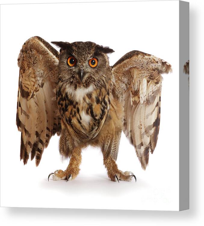 European Eagle Owl Canvas Print featuring the photograph Irritable Owl Syndrome by Warren Photographic
