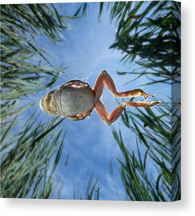 Frog; Canvas Print featuring the photograph Jump In The Reeds by Cesare Sent