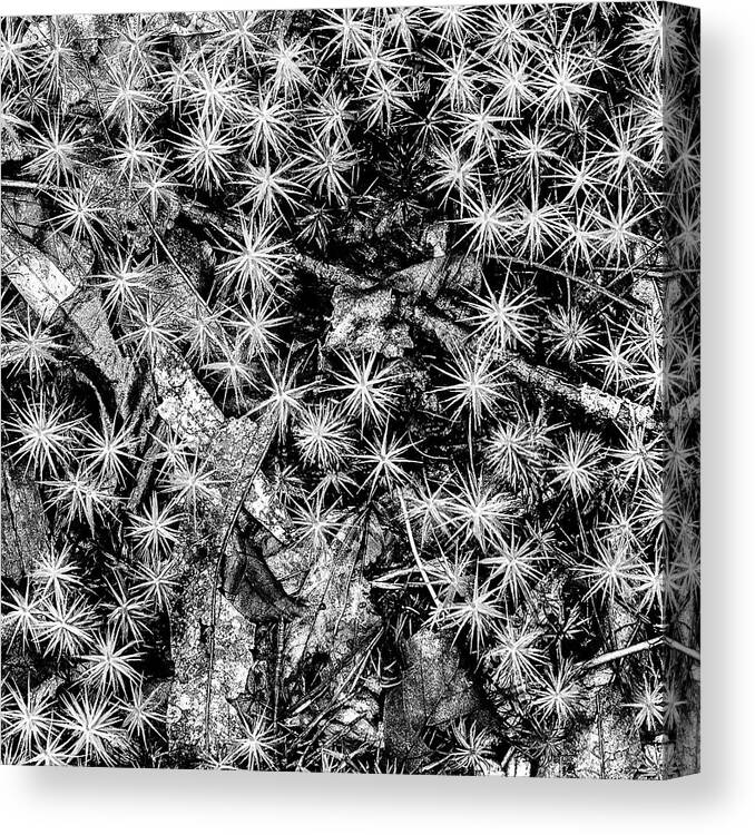 New Jersey Canvas Print featuring the photograph Just Moss by Louis Dallara