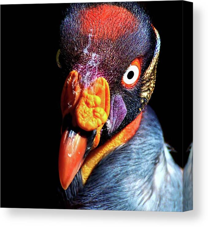 King Vulture Canvas Print featuring the photograph King Vulture by Shot By Supervliegzus